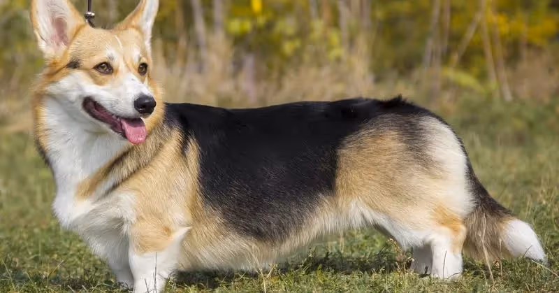 Le Welsh Corgi Pembroke
