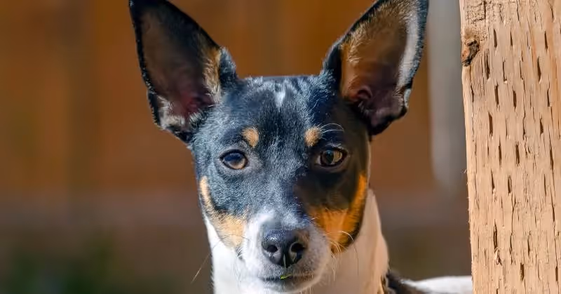 Toy Fox Terrier