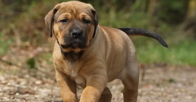 Chiot Tosa