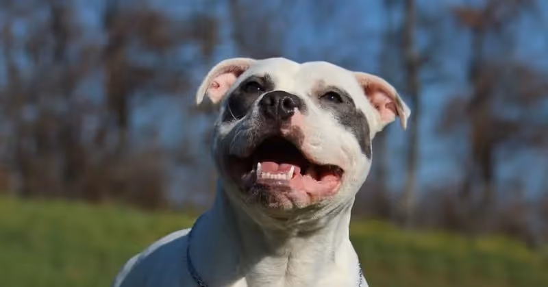 Chien Staffordshire Bull Terrier