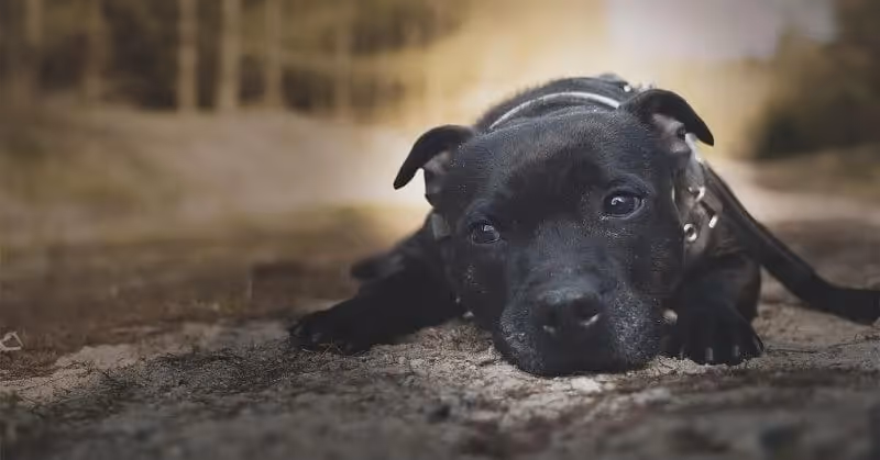 Un chien staffie