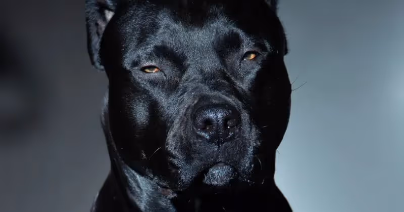 Chien adulte Staffordshire Bull Terrier