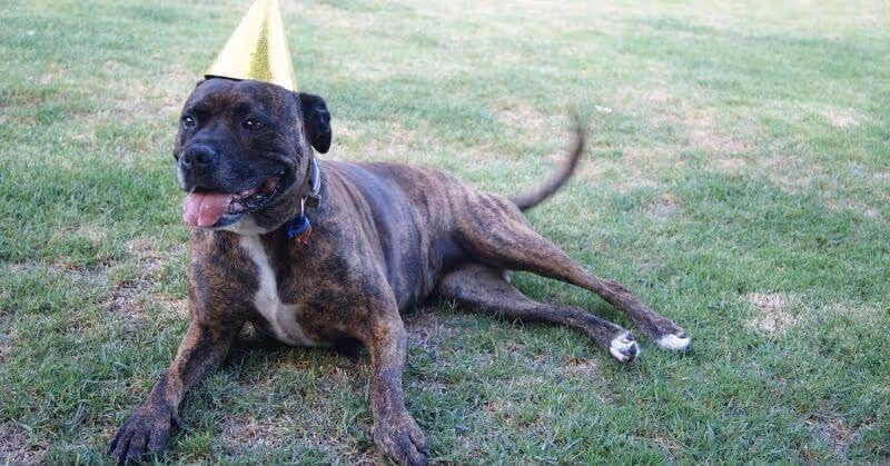 Staffie