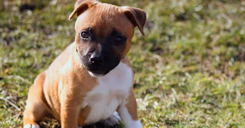 Staffordeshire Bull Terrier