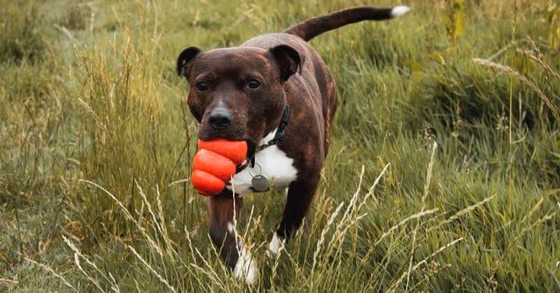 Un chien Staffordshire Bull Terrier