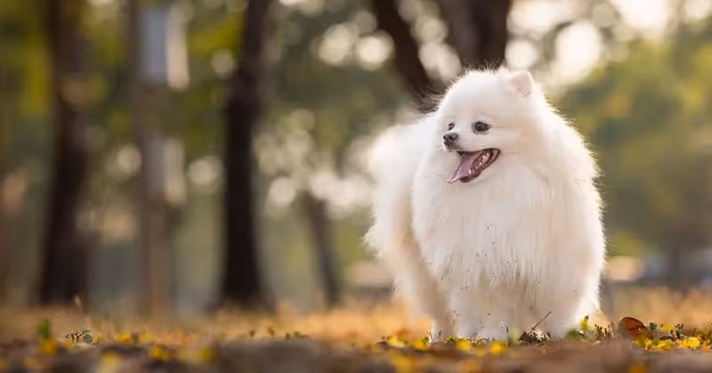 Spitz japonais