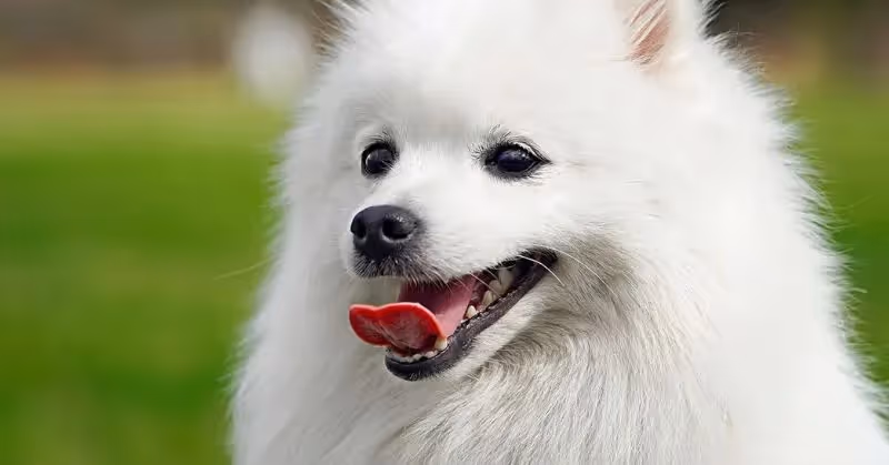 Spitz japonais