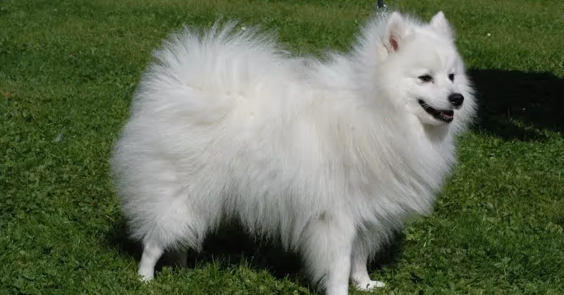 Spitz japonais