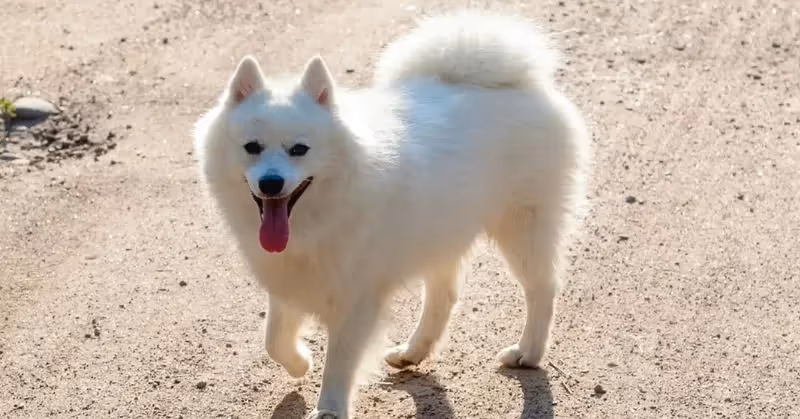 Spitz japonais