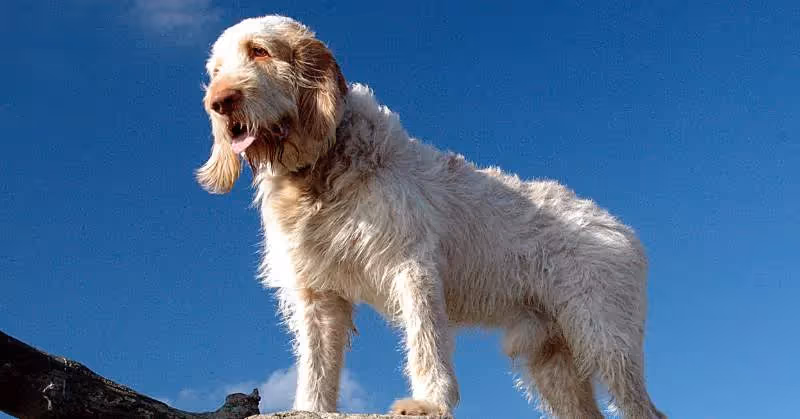 Spinone