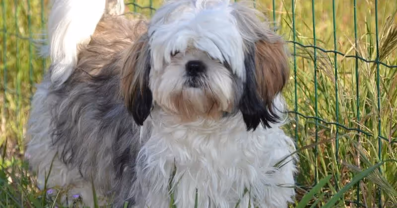 Un Shih Tzu