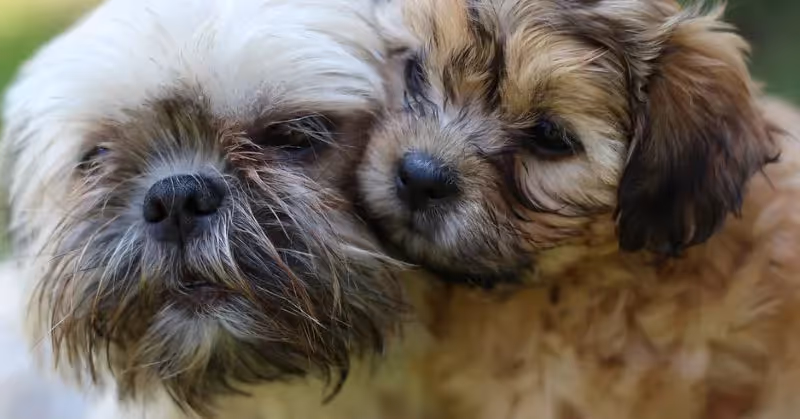 Chiot Shih Tzu