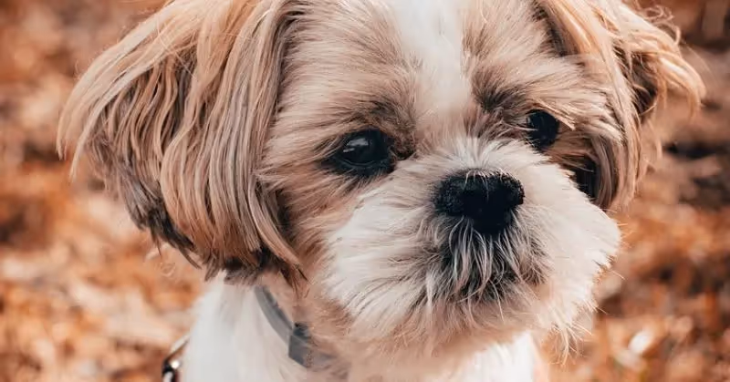 Shih Tzu