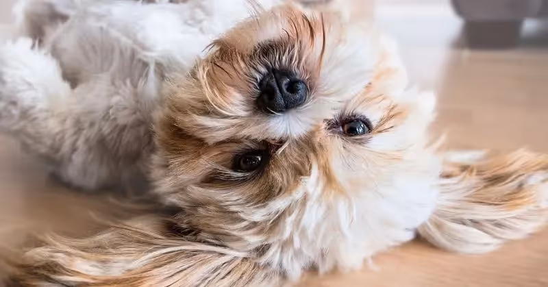 Chien Shih Tzu