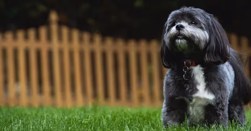 Chien de race Shih Tzu