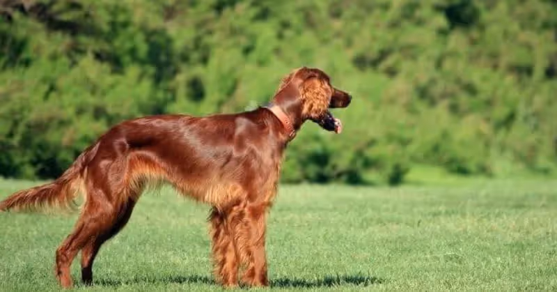 Setter irlandais