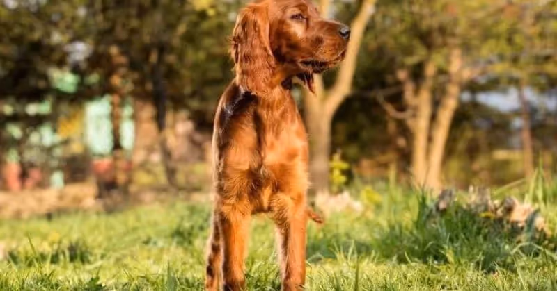 Chien Setter irlandais