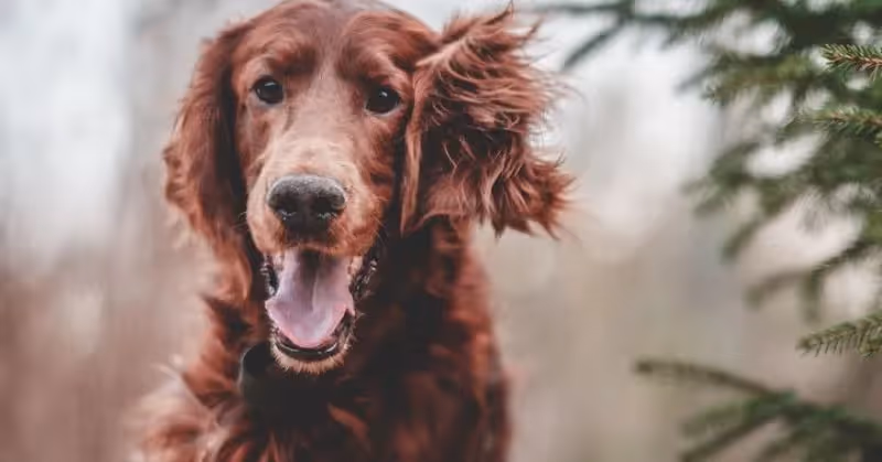 Setter irlandais