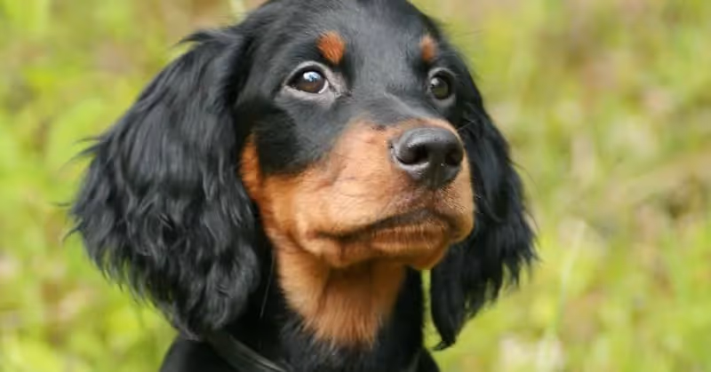 Petit chiot Setter Gordon