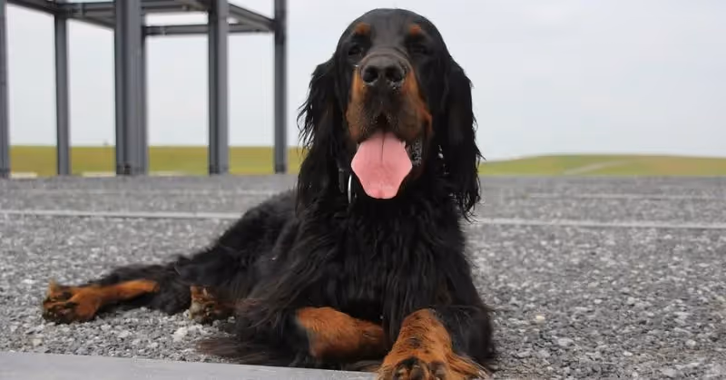 Chien Setter Gordon allongé