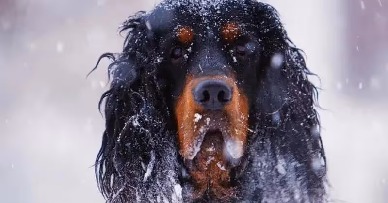 Race de chien Setter Gordon
