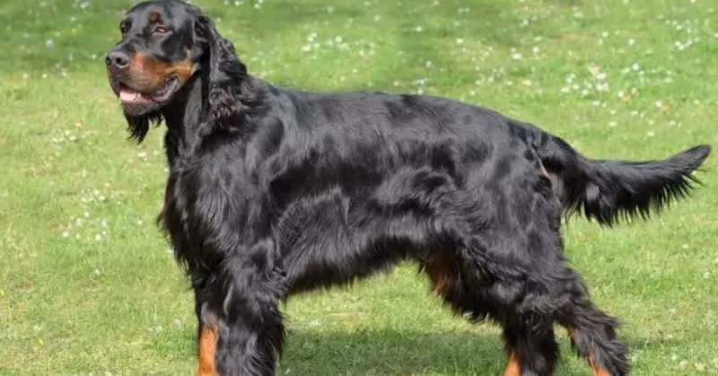 Setter gordon adulte