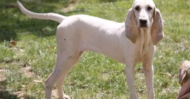 Chien Porcelaine