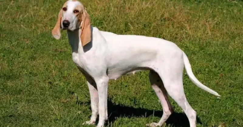Porcelaine