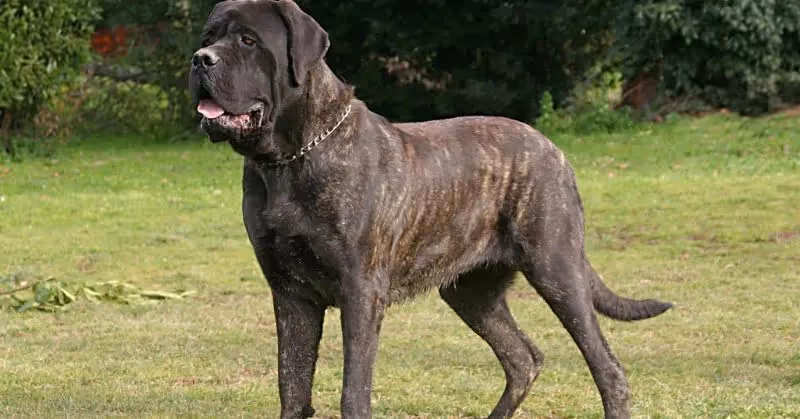 Mastiff