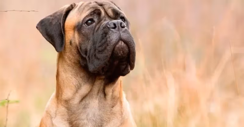 Le Mastiff