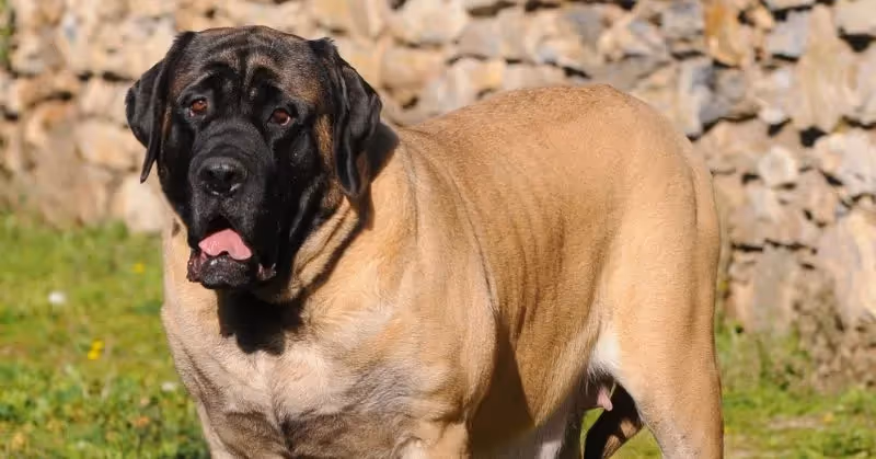 Mastiff