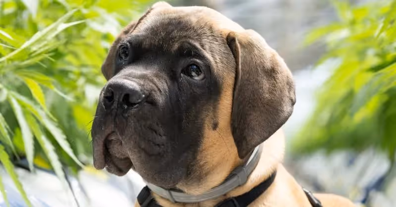 Chien mastiff