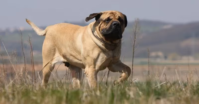 Un chien Mastiff