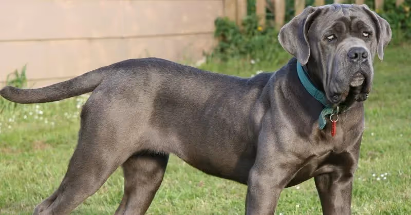 Le Mastiff