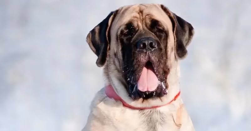 Mastiff
