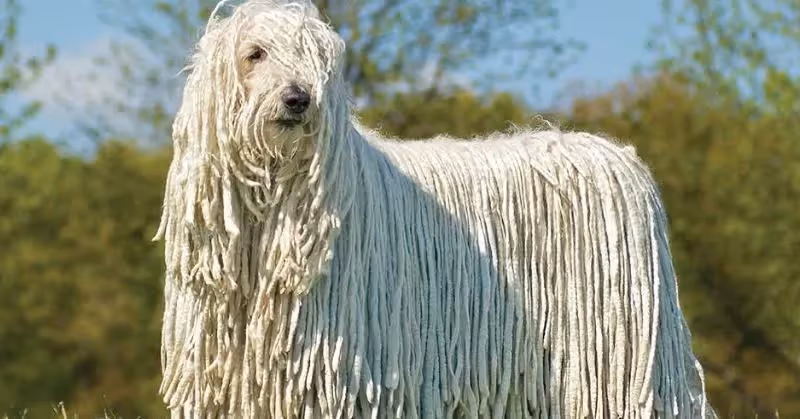 Komondor