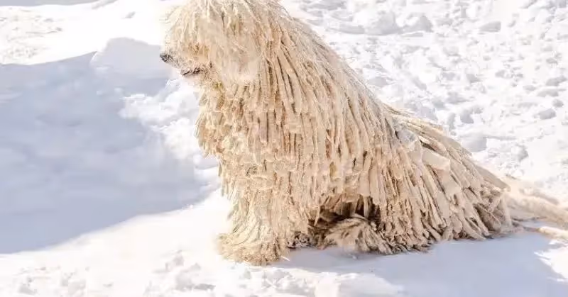 Komondor