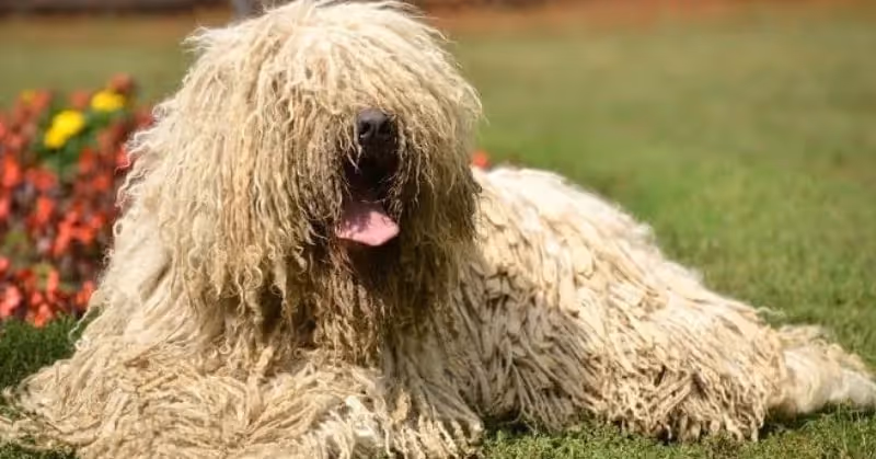 Komondor