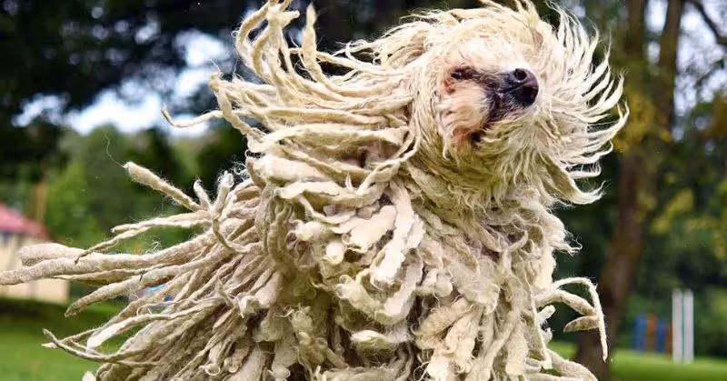Komondor