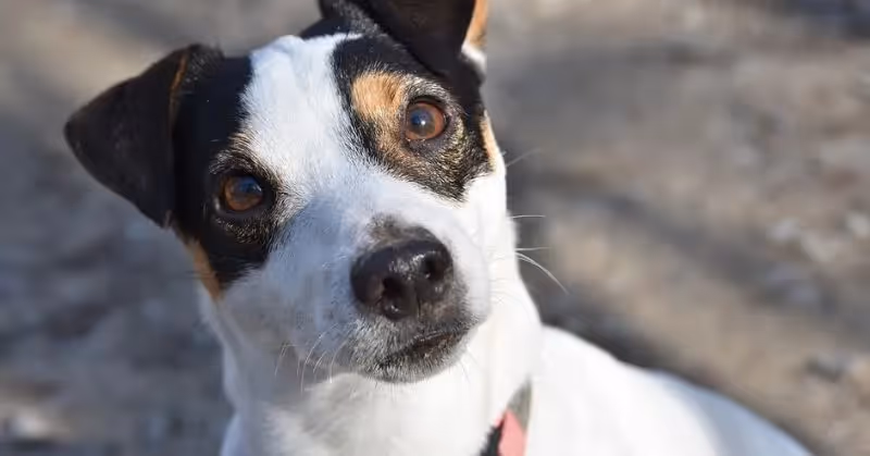 Jack Russell Terrier
