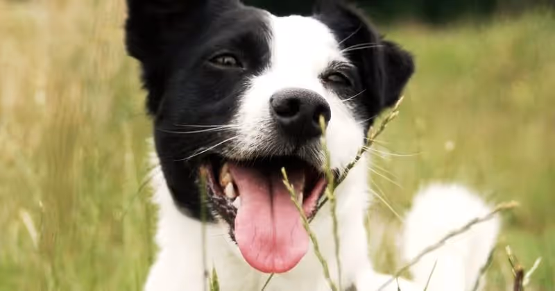 Le Jack Russell Terrier