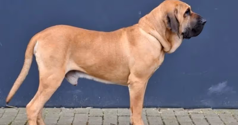 Fila Brasileiro