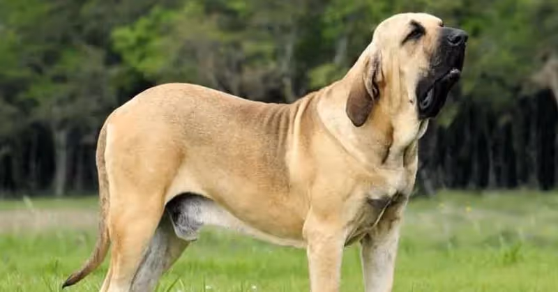 Fila Brasileiro