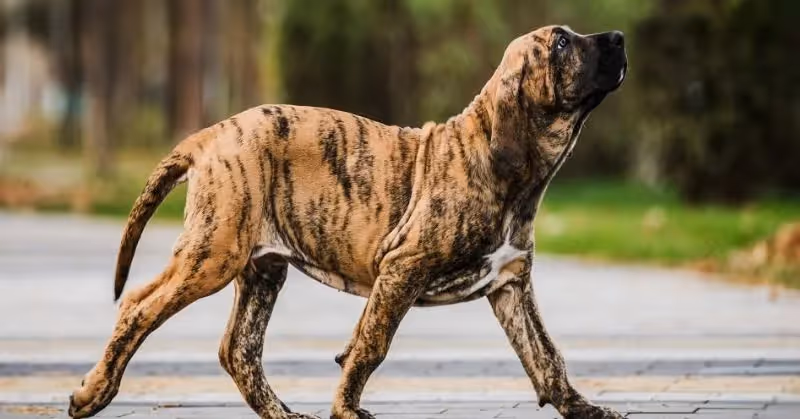 Fila Brasileiro