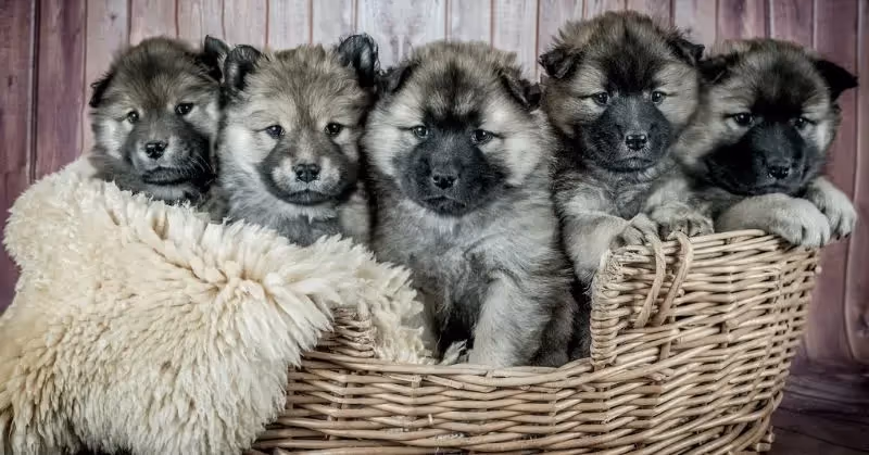 Eurasier