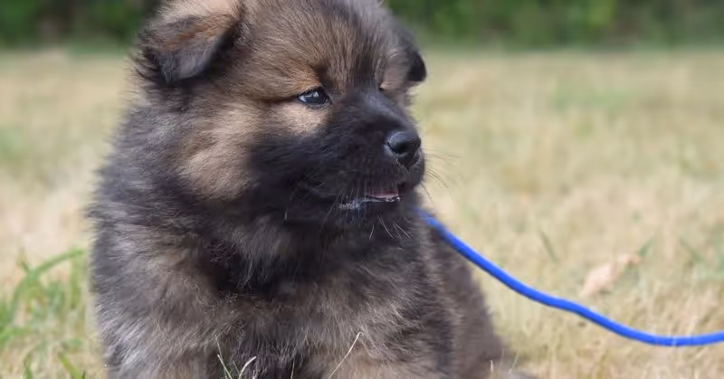 Jeune Eurasier