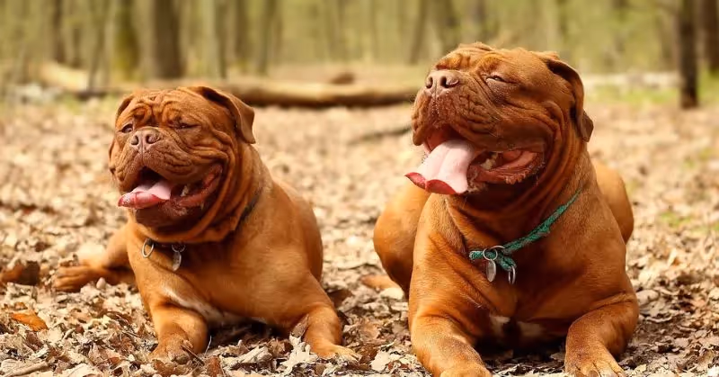 Dogue de Bordeaux