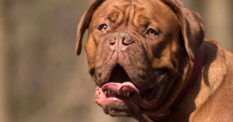 Dogue de Bordeaux