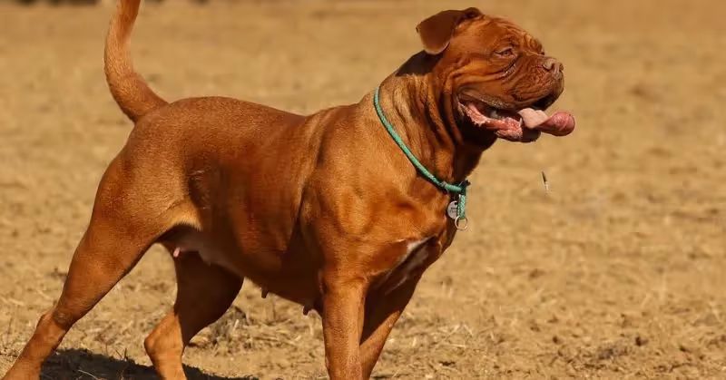Dogue de Bordeaux