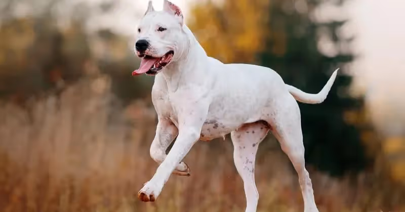 Dogue argentin